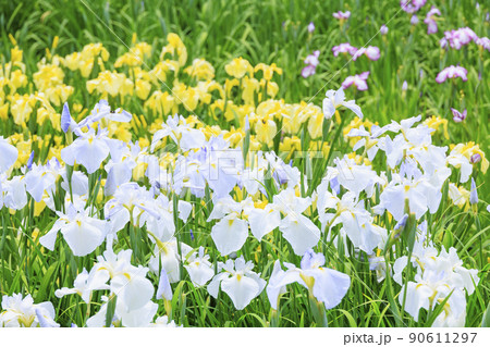 馬見丘陵公園　春 満開の花菖蒲園 90611297