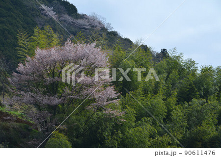 山桜(高知県吾川郡いの町) 山桜(高知県吾川郡いの町) 90611476