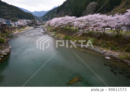 池川ふれあい公園の桜（高知県吾川郡仁淀川町） 90611572