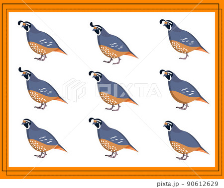 Game for kids find two identical pictures. Find two identical quails. 90612629