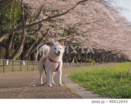 満開の桜と柴犬 満開の桜と柴犬 90612644