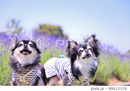 満開のラベンダー畑と笑顔が可愛いチワワのアップ　多頭飼い 90613159