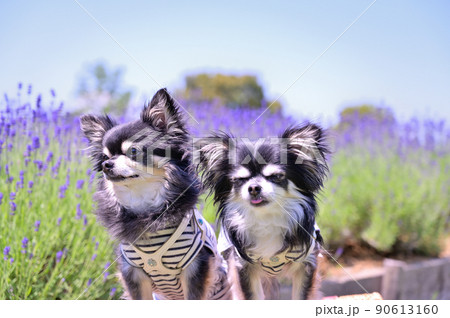 満開のラベンダー畑と可愛いチワワ 多頭飼い 満開のラベンダー畑と可愛いチワワ 多頭飼い 90613160