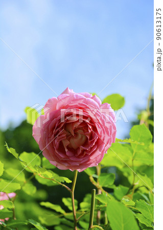 七つ洞公園のバラ 七つ洞公園のバラ 90613175