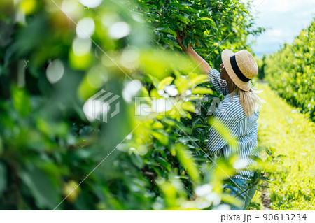 Female traveler in hat looking at fruit tree harvest in garden 90613234