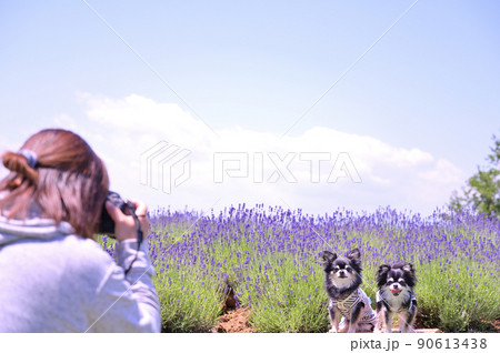 満開のラベンダー畑でSNS映え写真を撮る飼い主の女性とチワワ 　 90613438