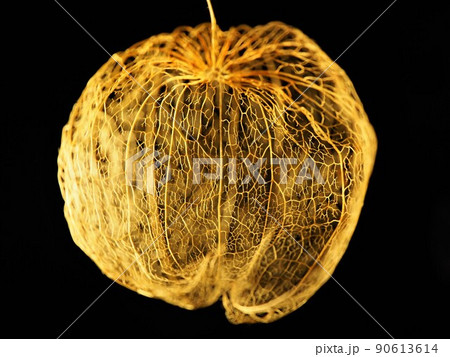 透かしほおずき1 透かしほおずき1 90613614