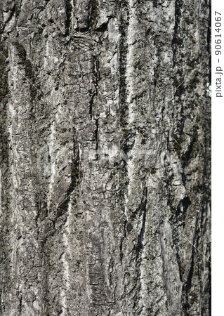 Small-leaved lime bark 90614067