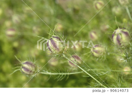 Love-in-a-mist Shorty Blue fruit 90614073
