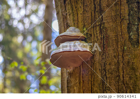Polyporus - mushroom on a tree trunk, in the forest Polyporus - mushroom on a tree trunk, in the forest 90614341