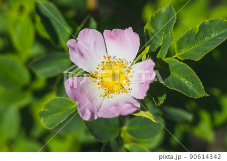 Rosa canina - dog rose - beautiful flower Rosa canina - dog rose - beautiful flower 90614342