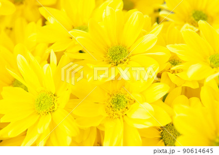 Closeup shot of a bunch of daisy flowers with yellow petals and a green pollen Closeup shot of a bunch of daisy flowers with yellow petals and a green pollen 90614645