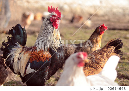 Colorful rooster and several hens on the farm 90614648