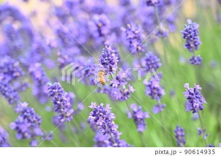満開のラベンダー畑で蜜を集めるミツバチ 満開のラベンダー畑で蜜を集めるミツバチ 90614935