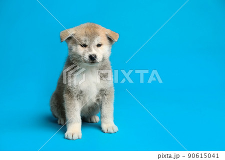 Cute Akita inu puppy on light blue background, space for text. Friendly dog 90615041