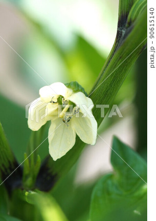 ピーマンの花 家庭菜園 成長中 6月 ピーマンの花 家庭菜園 成長中 6月 90615140