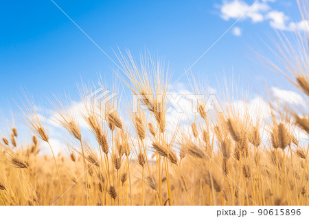 実った大麦 六条大麦 90615896
