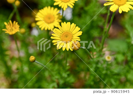 コウヤカミツレ 90615945