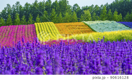 花と香りのラベンダー園ファーム富田 花と香りのラベンダー園ファーム富田 90616128