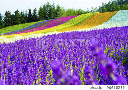 花と香りのラベンダー園ファーム富田 花と香りのラベンダー園ファーム富田 90616236