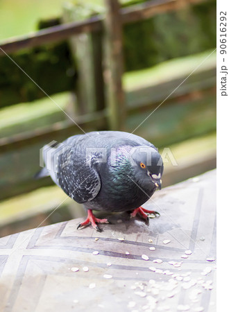 Funny Pigeon bird eating rolled oats outdoors. 90616292