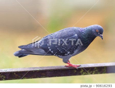 Funny Pigeon bird sitting on balcony railing outdoors. 90616293