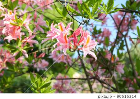 Beautiful Rhododendron flowers in spring park. Beautiful Rhododendron flowers in spring park. 90616314