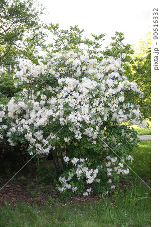 Beautiful Rhododendron flowers in spring park. Beautiful Rhododendron flowers in spring park. 90616332