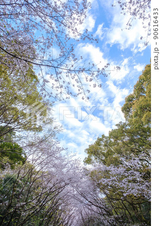 馬場の桜 90616433