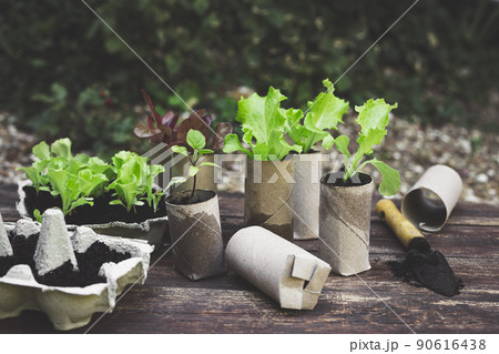 Seedlings in biodegradable pots made of toilet roll inner tubes and reused egg boxes, environmentally friendly living and plastic free Seedlings in biodegradable pots made of toilet roll inner tubes and reused egg boxes, environmentally friendly living and plastic free 90616438