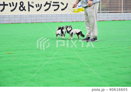 ドッグランで飼い主と遊ぶ仲良しチワワ 多頭飼い ドッグランで飼い主と遊ぶ仲良しチワワ 多頭飼い 90616605
