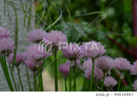 Flowering chives in the garden as a close up 90616867