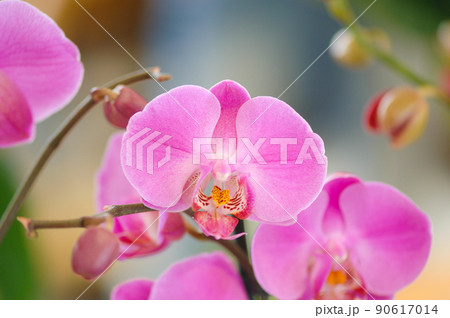 Selective focus shot of pink phalaenopsis orchid 90617014