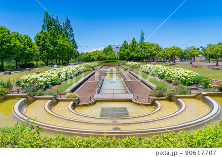 荒子川公園、満開のアナベル〈愛知県名古屋市〉 荒子川公園、満開のアナベル〈愛知県名古屋市〉 90617707