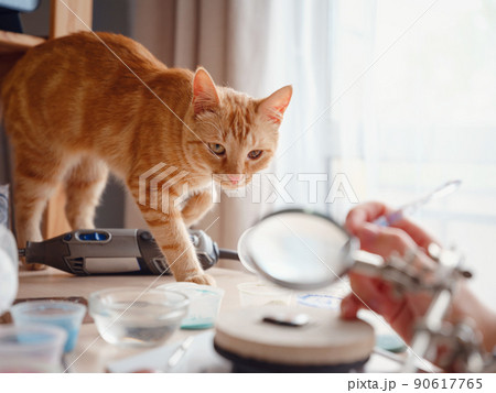 Cute cat indoors at home. Cute cat indoors at home. 90617765