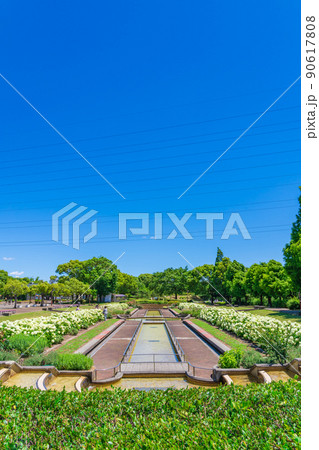 荒子川公園、満開のアナベル〈愛知県名古屋市〉 90617808