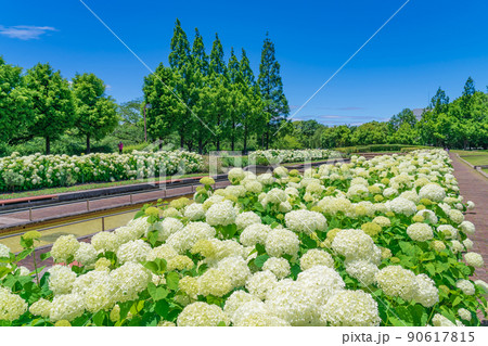 荒子川公園、満開のアナベル〈愛知県名古屋市〉 荒子川公園、満開のアナベル〈愛知県名古屋市〉 90617815
