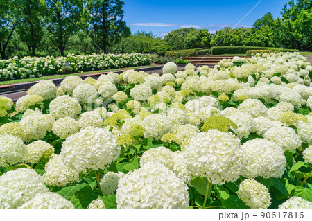 荒子川公園、満開のアナベル〈愛知県名古屋市〉 90617816