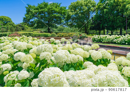 荒子川公園、満開のアナベル〈愛知県名古屋市〉 90617817