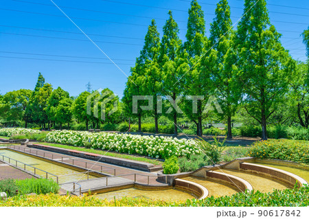 荒子川公園、満開のアナベル〈愛知県名古屋市〉 荒子川公園、満開のアナベル〈愛知県名古屋市〉 90617842