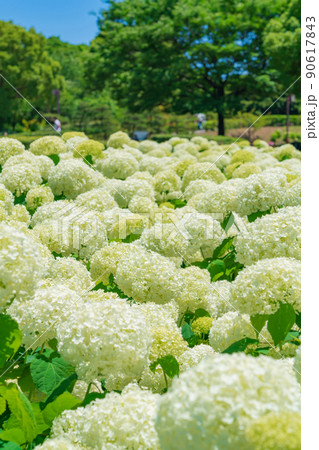 荒子川公園、満開のアナベル〈愛知県名古屋市〉 荒子川公園、満開のアナベル〈愛知県名古屋市〉 90617843