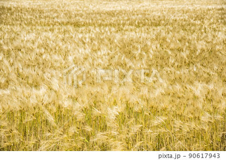 麦畑 90617943