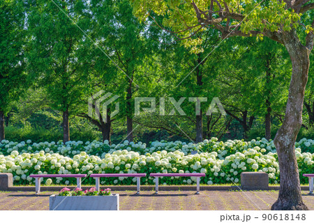 荒子川公園、満開のアナベル〈愛知県名古屋市〉 荒子川公園、満開のアナベル〈愛知県名古屋市〉 90618148