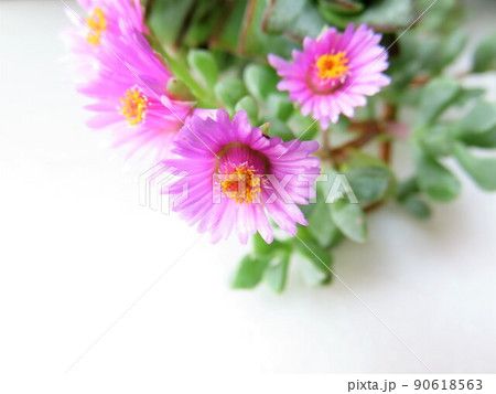 白鳳菊 白鳳菊 90618563