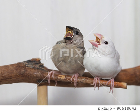 餌をねだる文鳥 餌をねだる文鳥 90618642