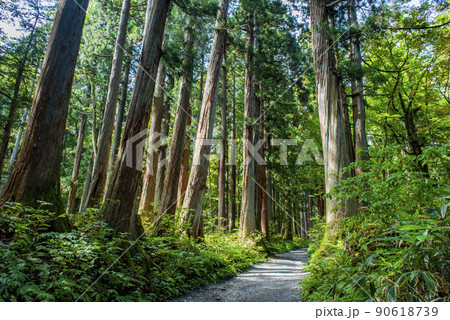戸隠神社奥社　参道の杉並木 90618739