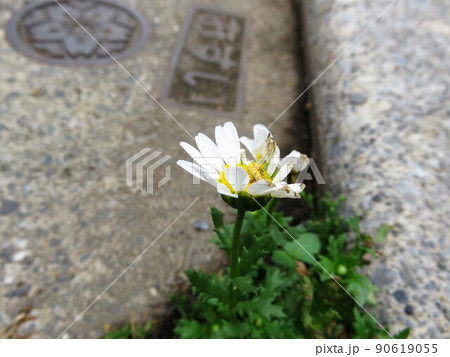 ド根性花 90619055