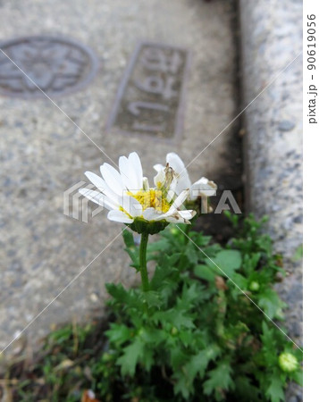 ド根性花 90619056