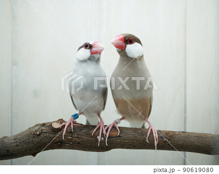 文鳥　ダークシルバーとシナモン 90619080