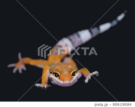 ヒョウモントカゲモドキ　ハイポタンジェリン 90619084